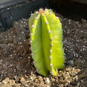 Cactus Cereus repandus “7” Full Rooted.